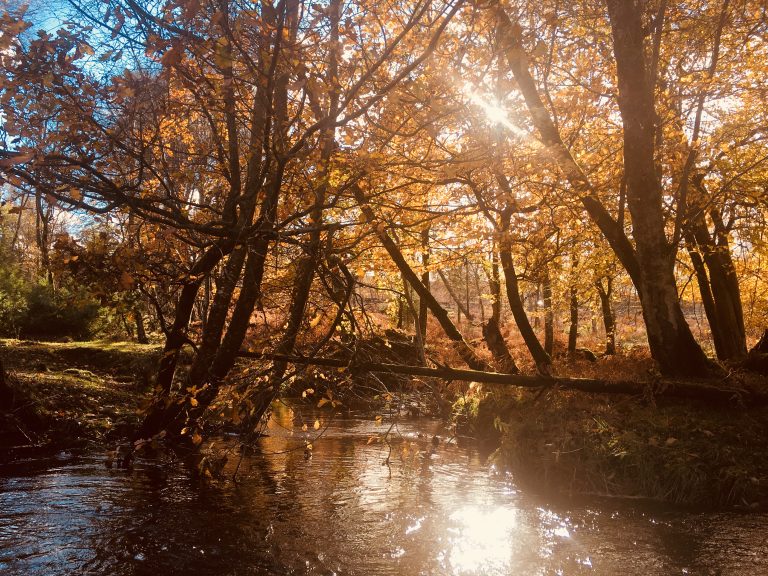 Blessings and a Happy New Journey for 2026!