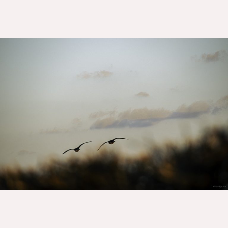 This House: Paused. Breathing. Growing.