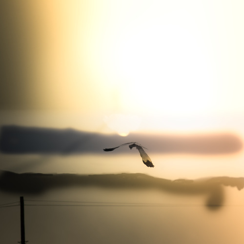 The Arcing Wave – Where Stillness becomes Song