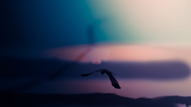 Yetu: The Eagle Over the Mist – A Spiritual Nature Encounter, Photography Story, and Meaning of “Our” in Swahili